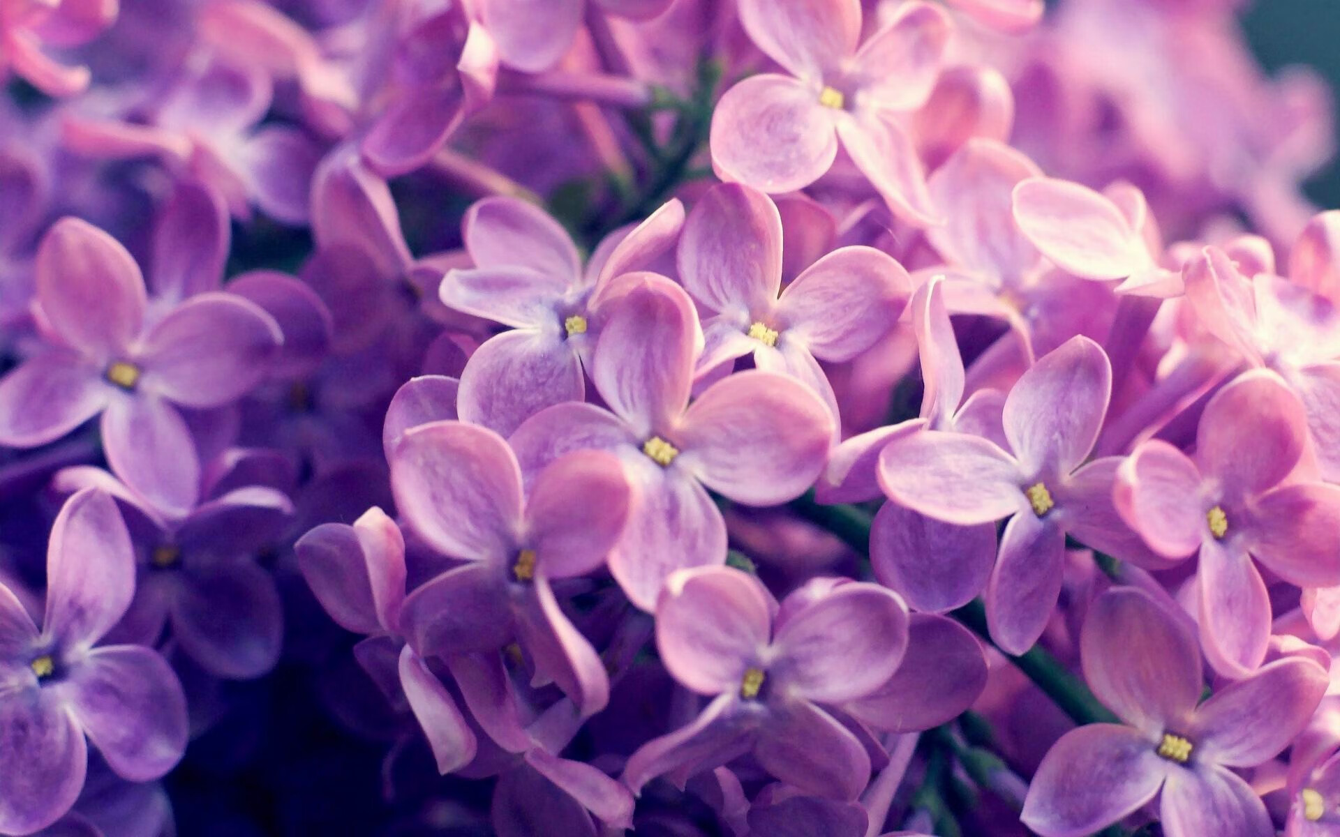 “德甲豪门展开追击战,联盟竞争激烈”,德甲巡礼