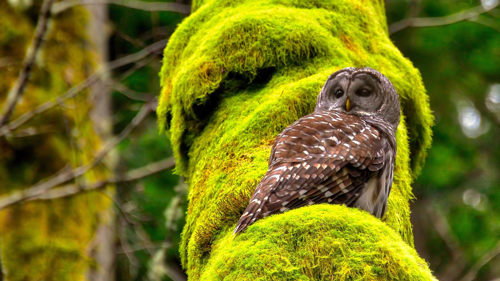 德赢体育官网-山地极速赛车赛，车轮滚滚的速度梦想，山地赛车下载