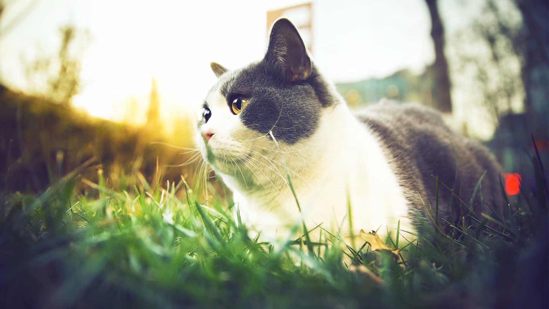 未来联盟:虚拟互动与沉浸式观赛技术盛大开启!,未来lol