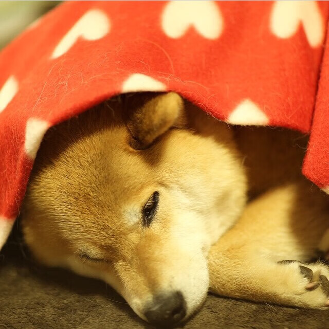 国青球员能否适应成年队比赛节奏,国青队篮球怎么参加