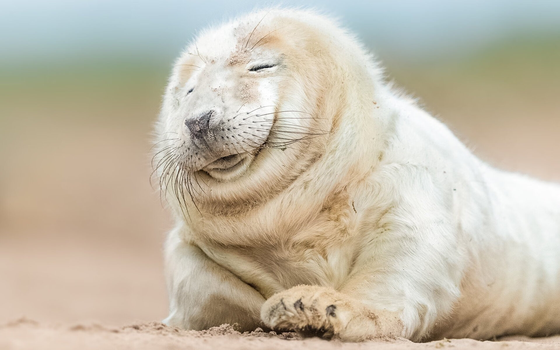 德甲强队多特蒙德签下意大利前锋,实力大增,多特蒙德在德甲地位