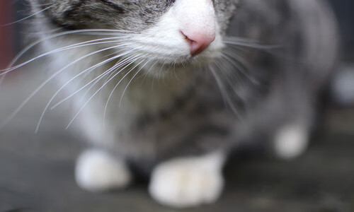 汉堡球队状态逐渐回暖,近期表现出色,汉堡 队