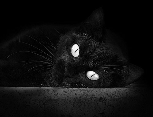 汉堡队客场失利,降级形势岌岌可危,昨晚汉堡队比赛