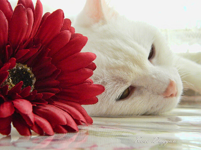 德赢体育app下载安装官方-瑞士女足“冰雪五人组”组团破门，网友称“雪山刺客”