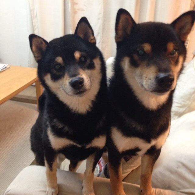 德赢vwin首页(官方)网站下载安装-福建鲟龙球队攻守转换速度提升，福建鲟龙健康产业有限公司