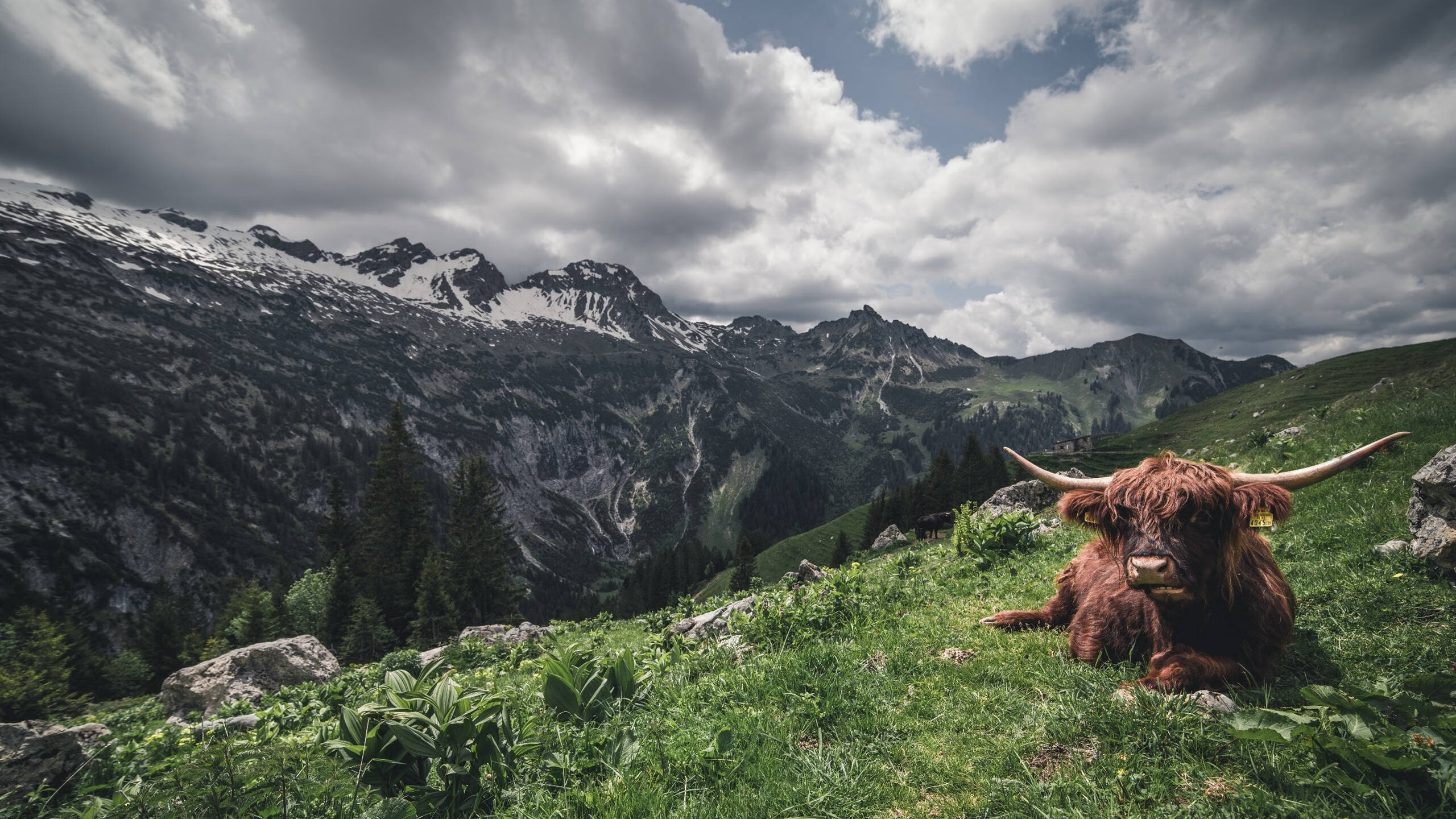 未来之路:中国香港队如何通过精准战术提升世界大赛成绩,香港队获得冠军