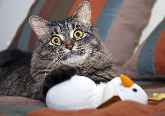 德赢体育娱乐平台注册-南非男篮在非洲预赛中拼搏不止，迈向奥运