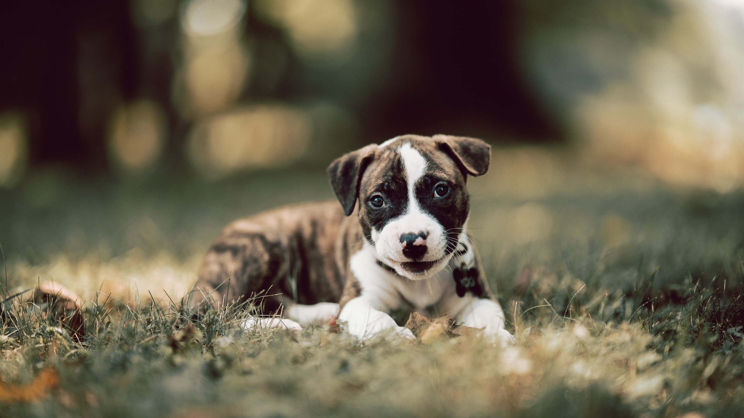 女子蛙泳荷兰展现技术细腻,蛙泳 女子