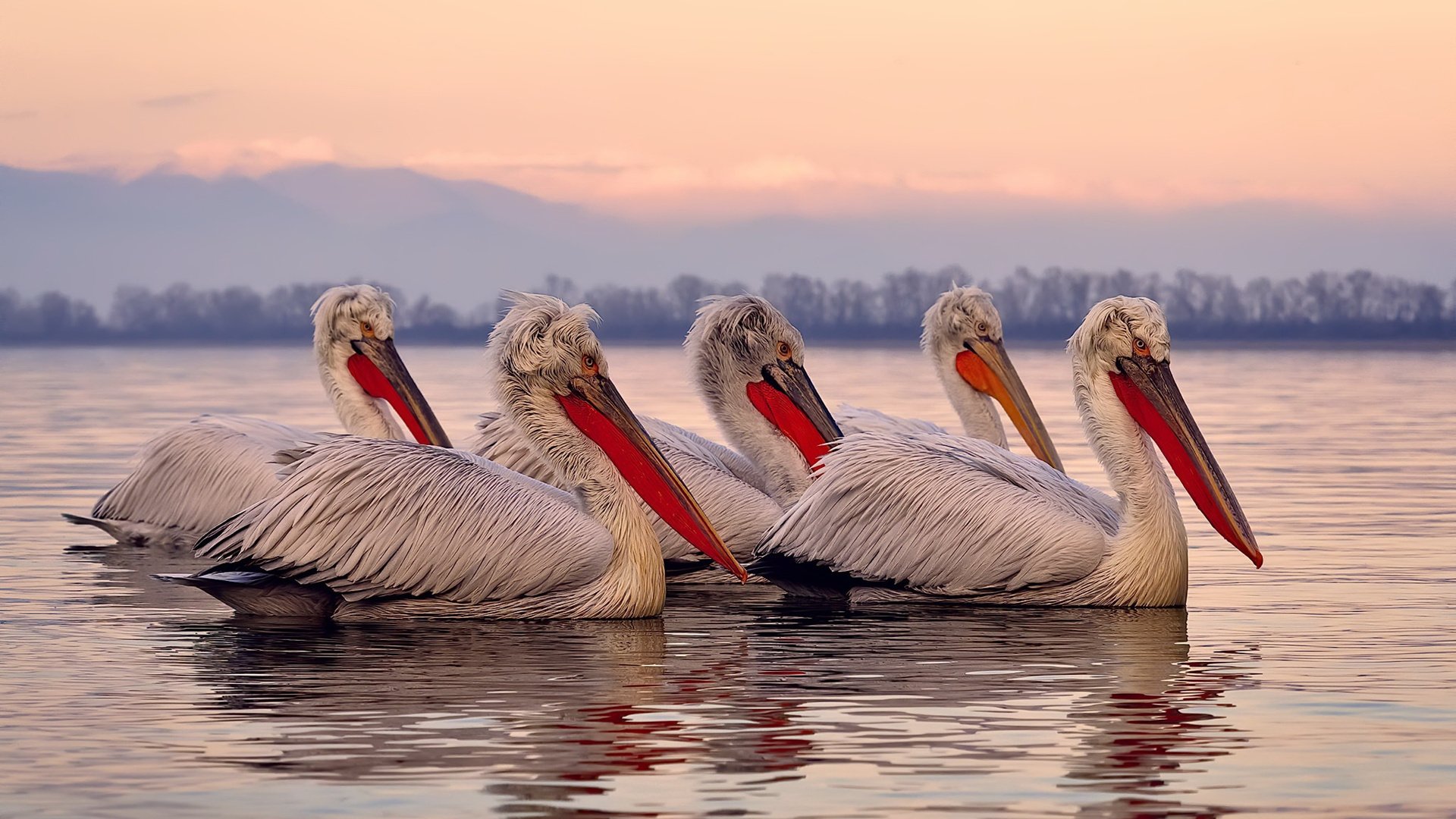 德赢官网ac米兰-希腊女篮在欧洲锦标赛中再度夺冠，传承荣耀不断延续，希腊女篮世界排名