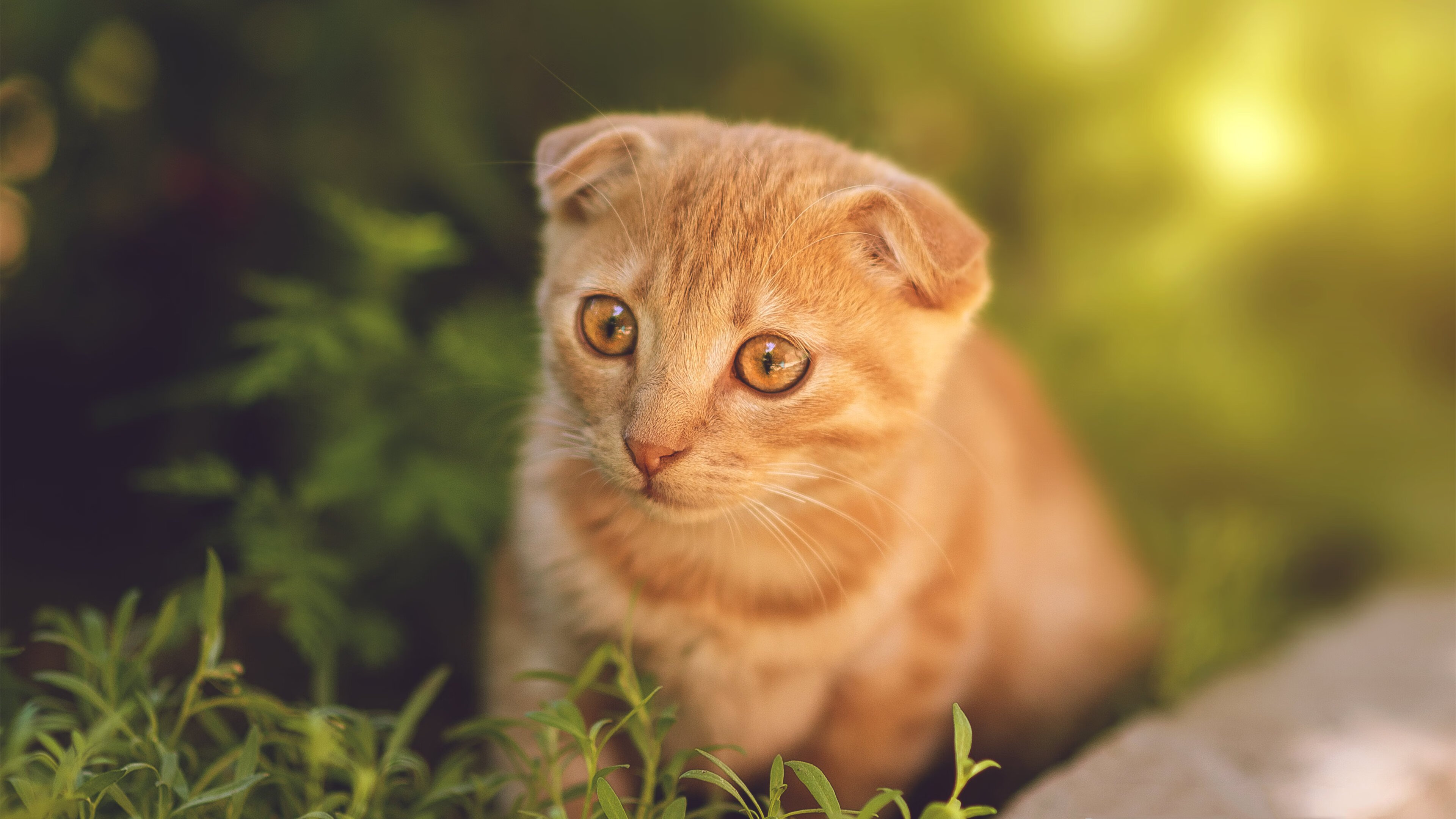 比利时男篮在欧洲预赛中坚持到底,瞄准奥运门票,比利时男篮国家队