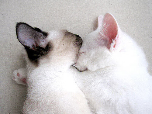 英超球队的财务管理新模式,英超俱乐部如何盈利_英超俱乐部≠摇钱树